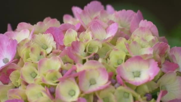 Hydrangea Flower Video Clip — 비디오
