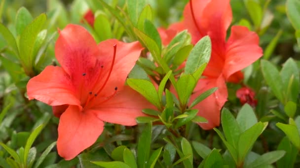 Azalea Flower Japan Landscape — Stock Video