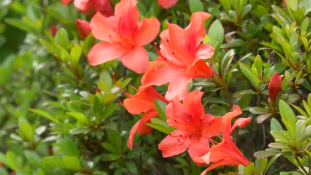 Azalea Kwiat Japonii Krajobraz — Wideo stockowe