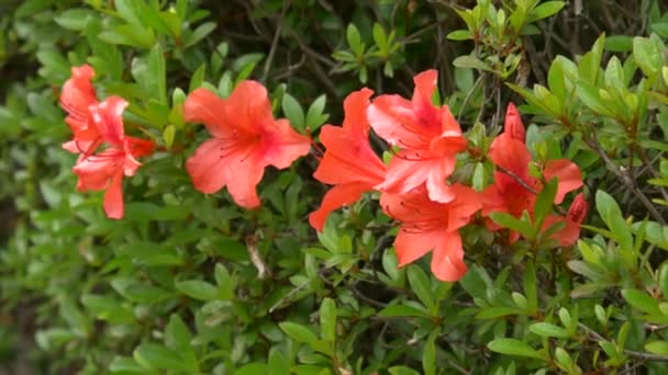 Azalea Kwiat Japonii Krajobraz — Wideo stockowe