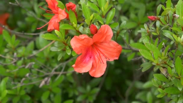 Azalea Λουλούδι Στην Ιαπωνία Τοπίο — Αρχείο Βίντεο