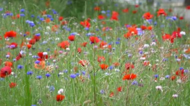 Gelincik çiçeği, Japonya Tokyo