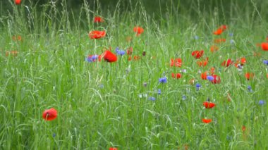 Gelincik çiçeği, Japonya Tokyo