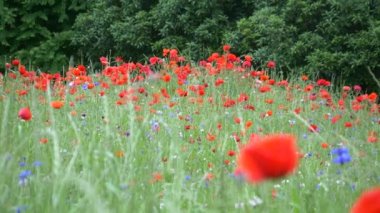 Gelincik çiçeği, Japonya Tokyo