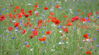 Gelincik çiçeği, Japonya Tokyo