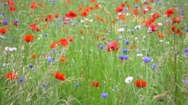 Gelincik çiçeği, Japonya Tokyo