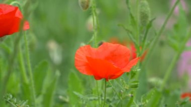 Gelincik çiçeği, Japonya Tokyo