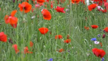 Gelincik çiçeği, Japonya Tokyo