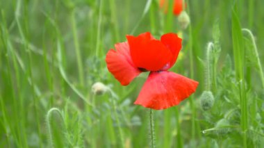 Gelincik çiçeği, Japonya Tokyo