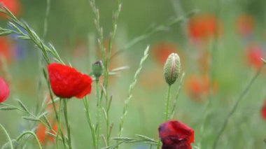 Gelincik çiçeği, Japonya Tokyo