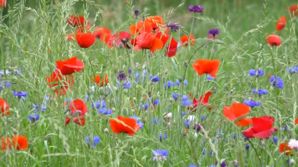 Fiori Papavero Giappone Tokyo — Video Stock