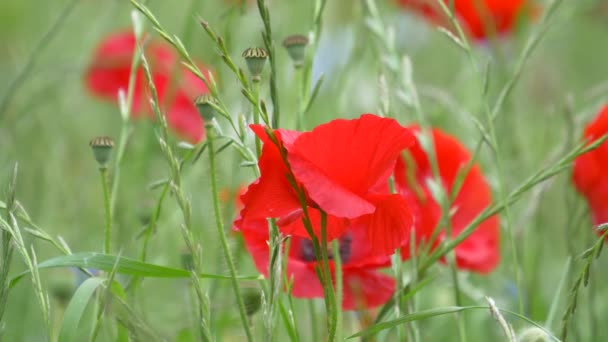 Fiori Papavero Giappone Tokyo — Video Stock