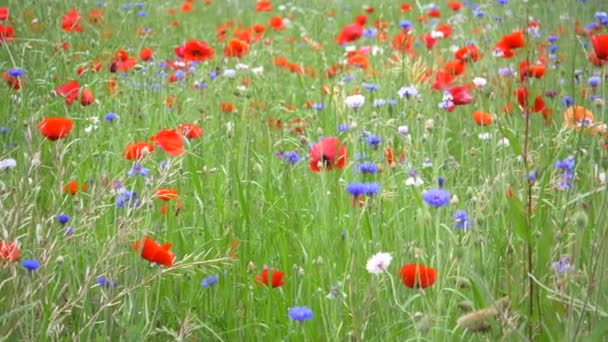 Poppy Flower Japão Tóquio — Vídeo de Stock