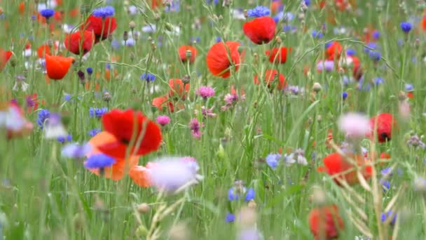 Poppy Flower Japan Tokyo — стокове відео