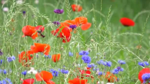 Flor Amapola Japón Tokio — Vídeo de stock