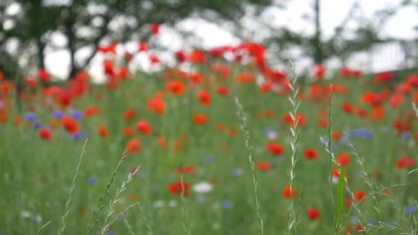 Bunga Poppy Jepang Tokyo — Stok Video