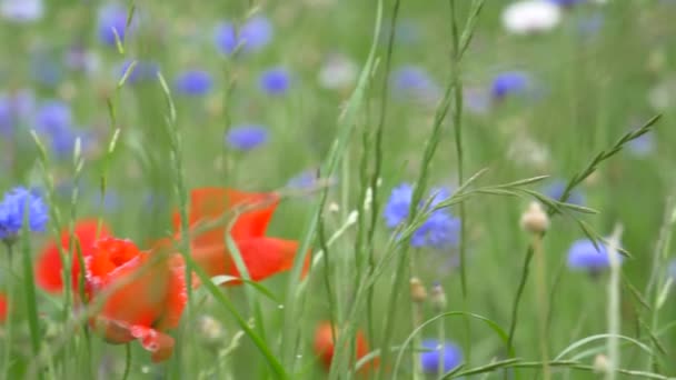 Flor Amapola Japón Tokio — Vídeo de stock