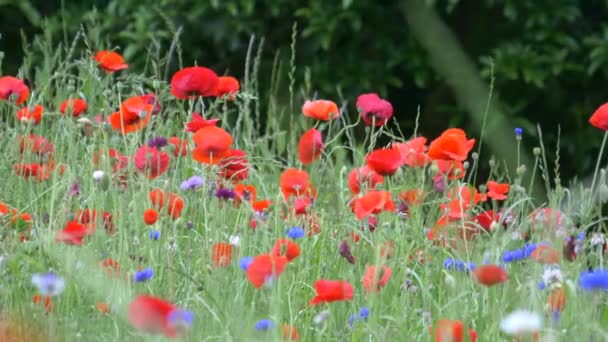 Fiori Papavero Giappone Tokyo — Video Stock