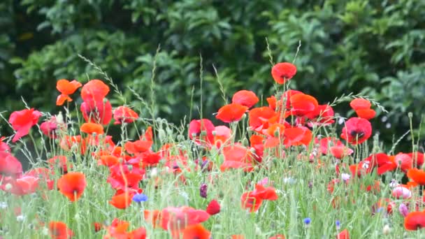 Fiori Papavero Giappone Tokyo — Video Stock