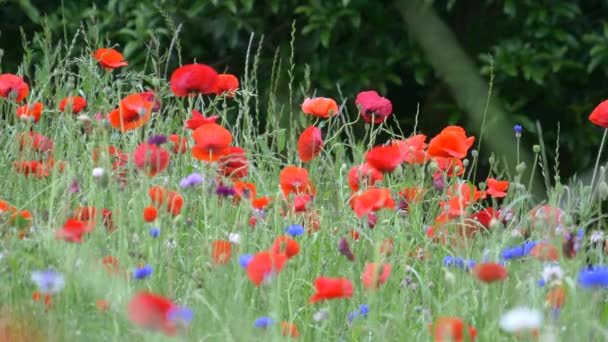 Fiori Papavero Giappone Tokyo — Video Stock