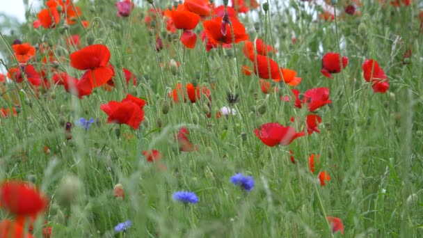 Poppy Flower Japão Tóquio — Vídeo de Stock