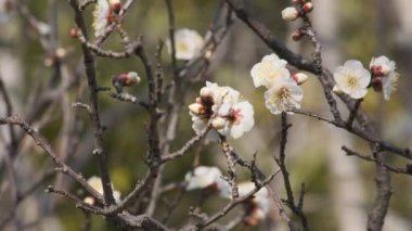 Tokyo Erik çiçeği 2022 Şubat
