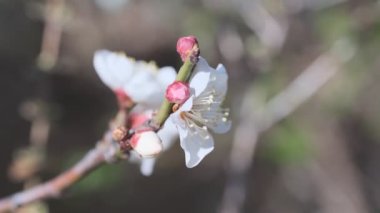 Tokyo Erik çiçeği 2022 Şubat