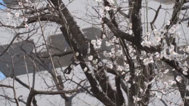 Tokyo Erik çiçeği 2022 Şubat