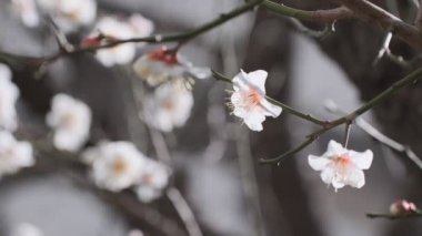 Tokyo Erik çiçeği 2022 Şubat