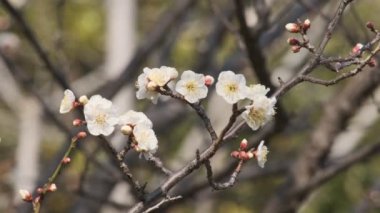 Tokyo Erik çiçeği 2022 Şubat