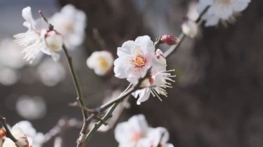 Tokyo Erik çiçeği 2022 Şubat