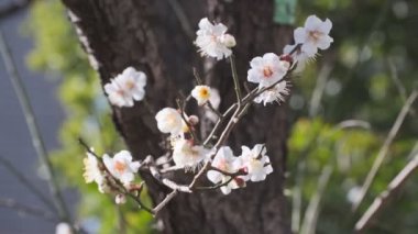 Tokyo Erik çiçeği 2022 Şubat