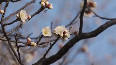 Tokyo Erik çiçeği 2022 Şubat