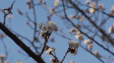 Tokyo Erik çiçeği 2022 Şubat