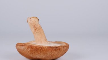 Shiitake mantarları, video klipleri