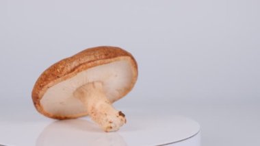 Shiitake mantarları, video klipleri