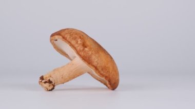 Shiitake mantarları, video klipleri
