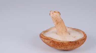 Shiitake mantarları, video klipleri