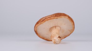 Shiitake mantarları, video klipleri