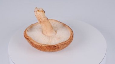 Shiitake mantarları, video klipleri