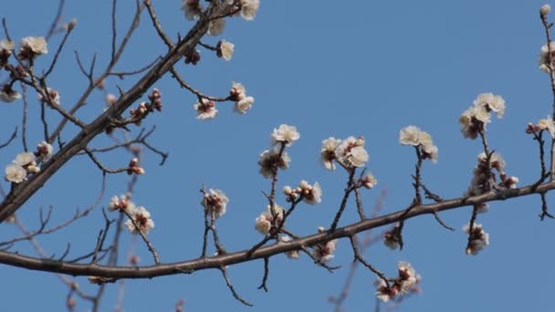 Tokijský Švestkový Květ 2022 Únor — Stock video