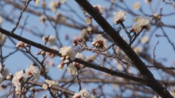 Tokio Plum Kwiat 2022 Luty — Wideo stockowe