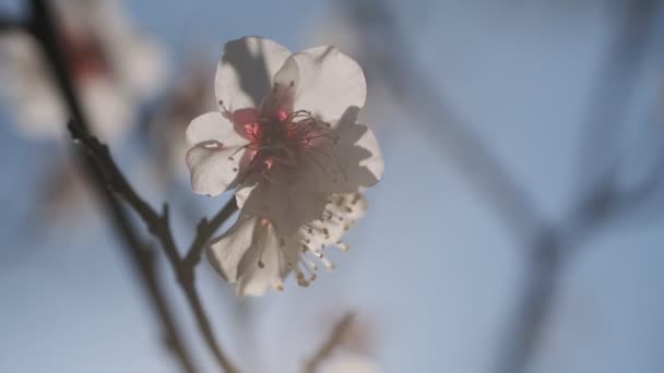 Tokyo Fleur Prunier 2022 Février — Video