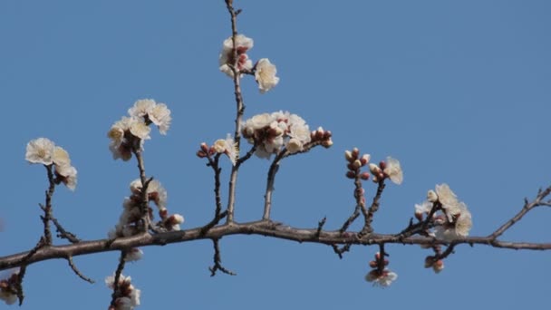 Tokio Zwetschgenblüte 2022 Februar — Stockvideo