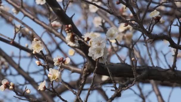 Tokyo Fleur Prunier 2022 Février — Video