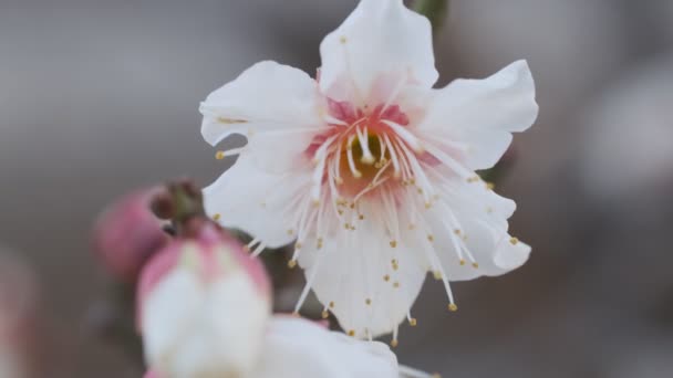 Tokyo Erik Çiçeği 2022 Şubat — Stok video
