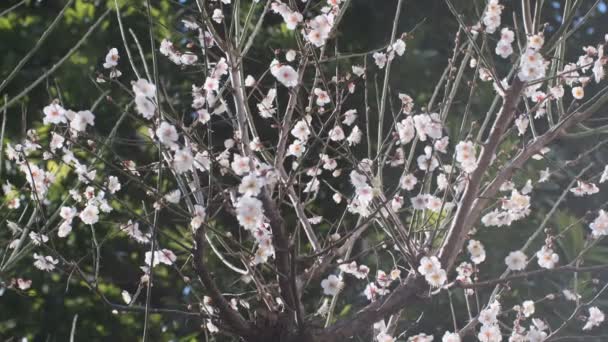 Tokyo Plum Blossom 2022 February — стокове відео