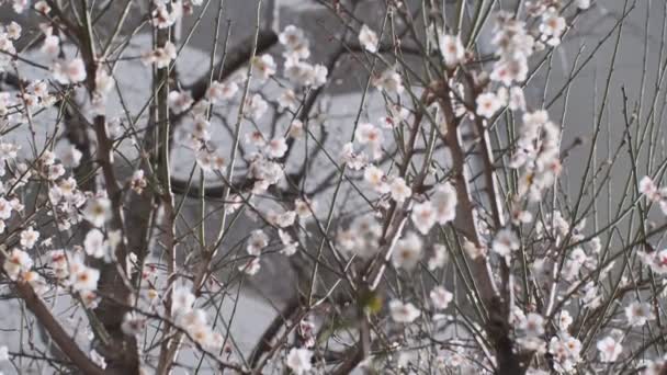 Tokijský Švestkový Květ 2022 Únor — Stock video