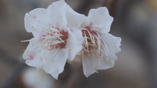 Tokyo Plum Blossom 2022 February — Stock Video