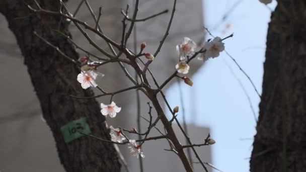 Tokio Plum Kwiat 2022 Luty — Wideo stockowe